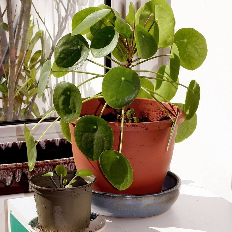 Chinese Money Plant