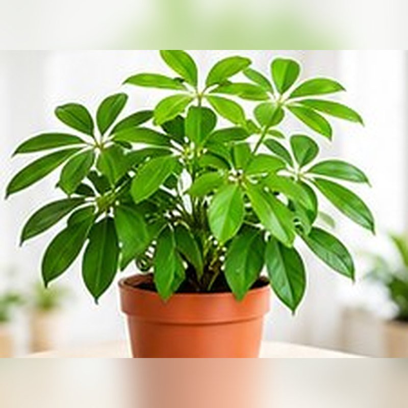 Schefflera