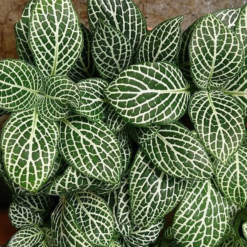 Fittonia