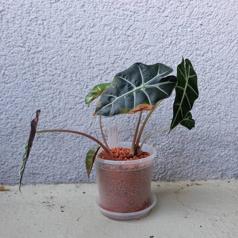 Alocasia Polly