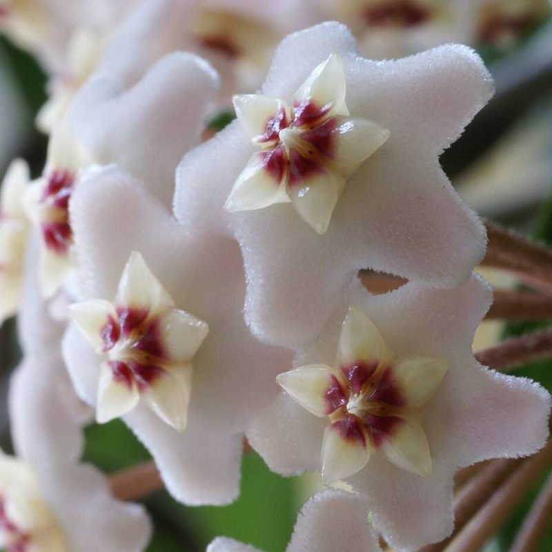 Hoya