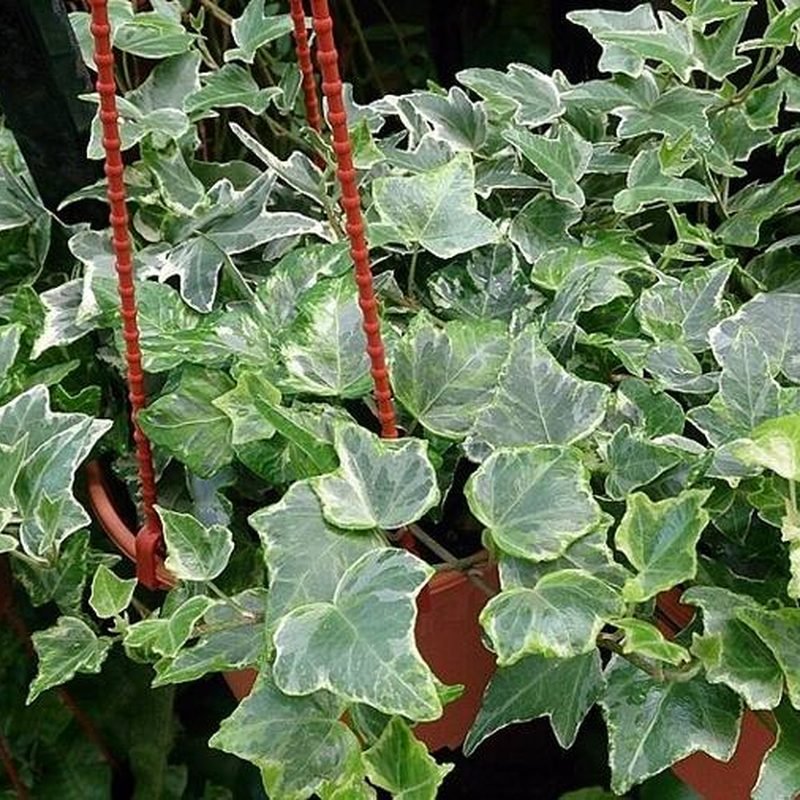 English Ivy
