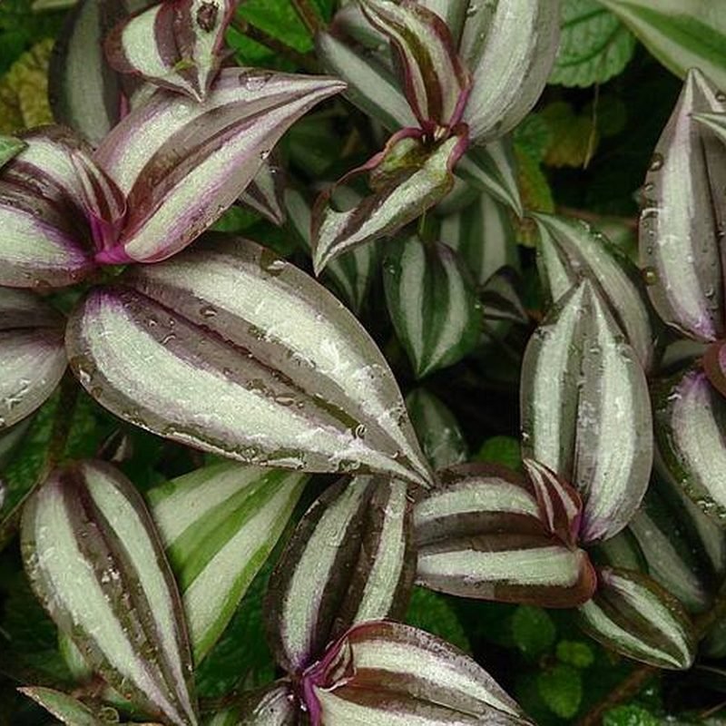 Inch Plant (Zebrina)