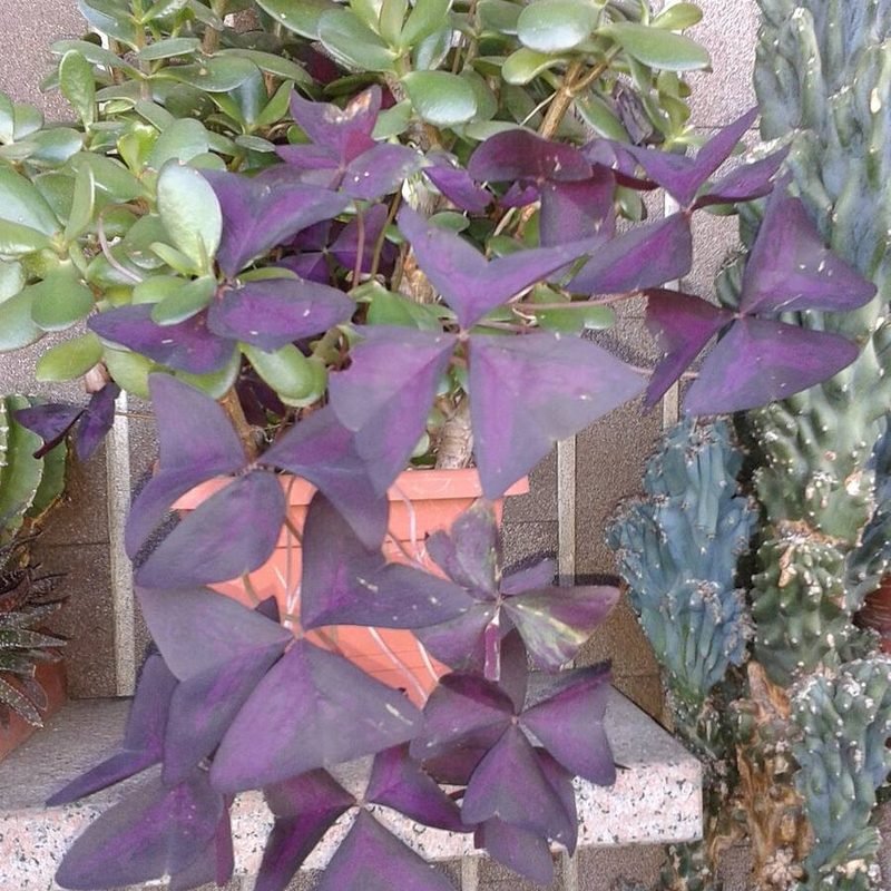 Purple Oxalis