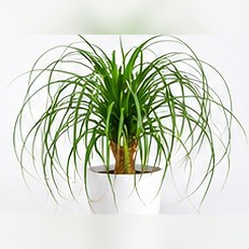 Ponytail Palm (Lollina)
