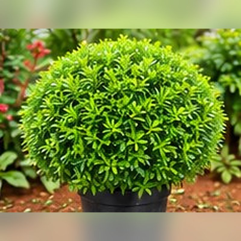 Aralia Mini photo 2