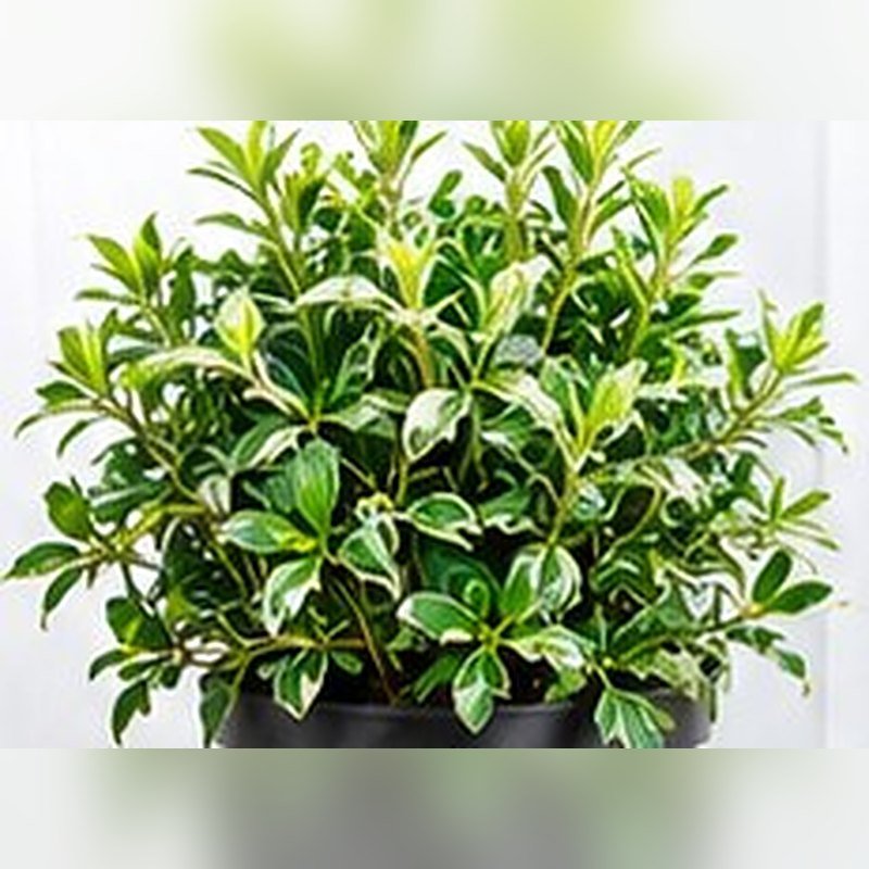 Aralia Mini