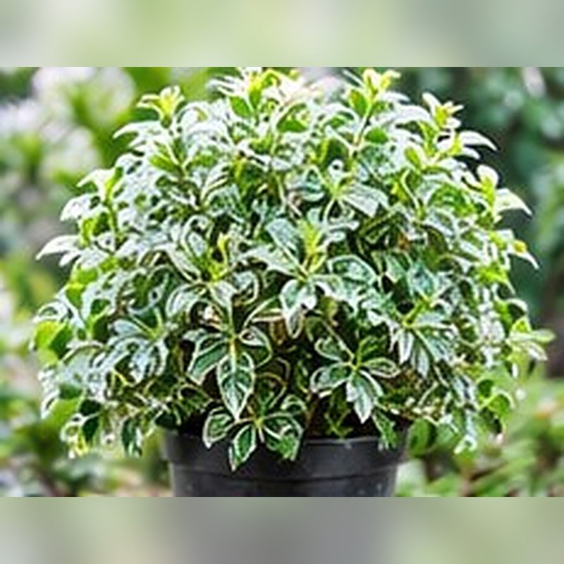 Aralia Variegata
