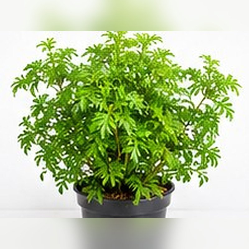 Aralia Green