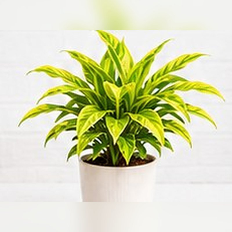 Dracaena Mini (Gold Dust)