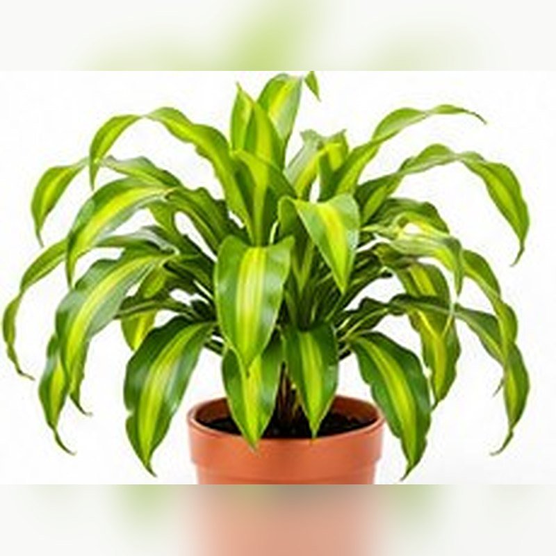 Dracaena Victoria
