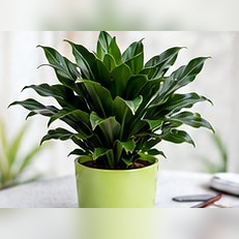 Dracaena Dwarf
