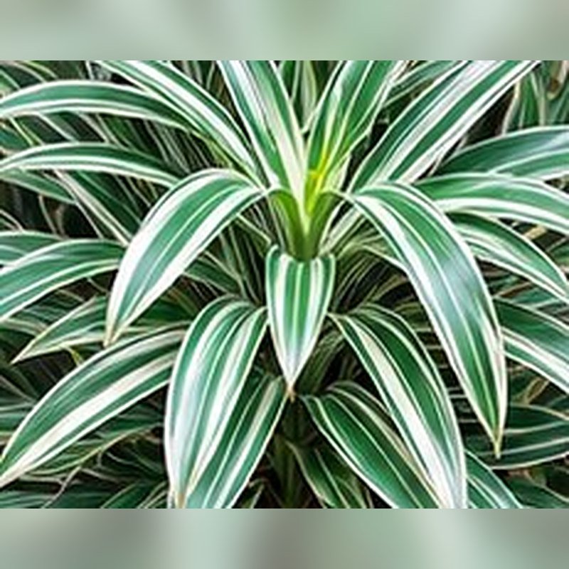 Dracaena Variegata