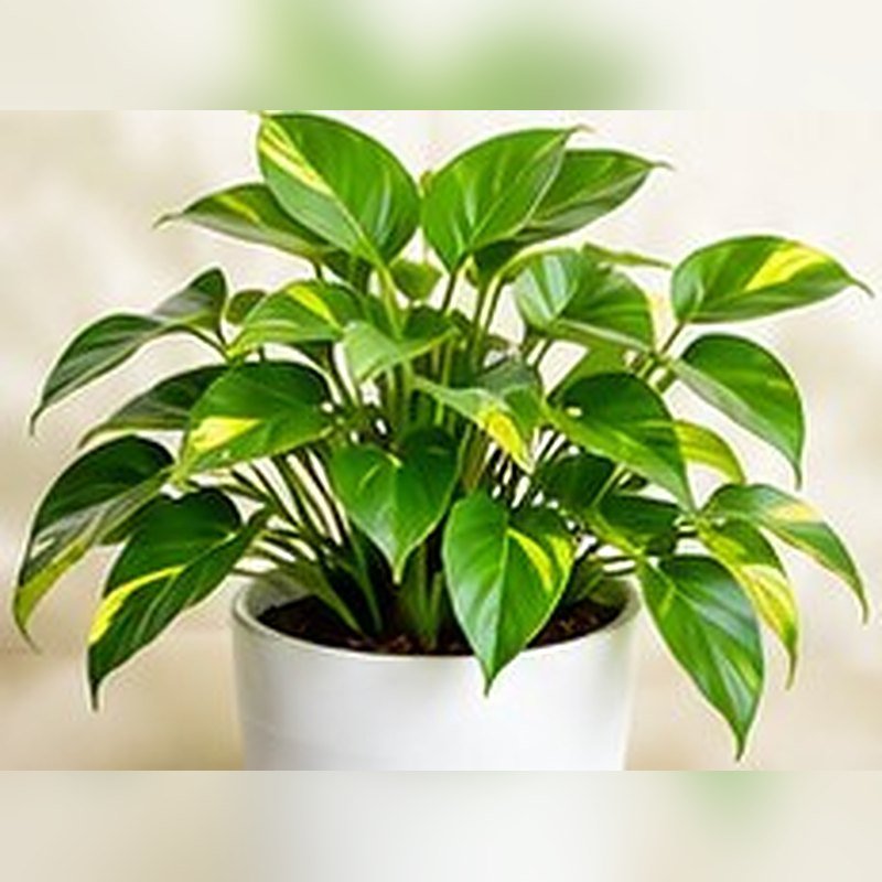 Money Plant Dwarf