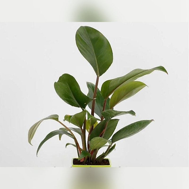 Philodendron Congo