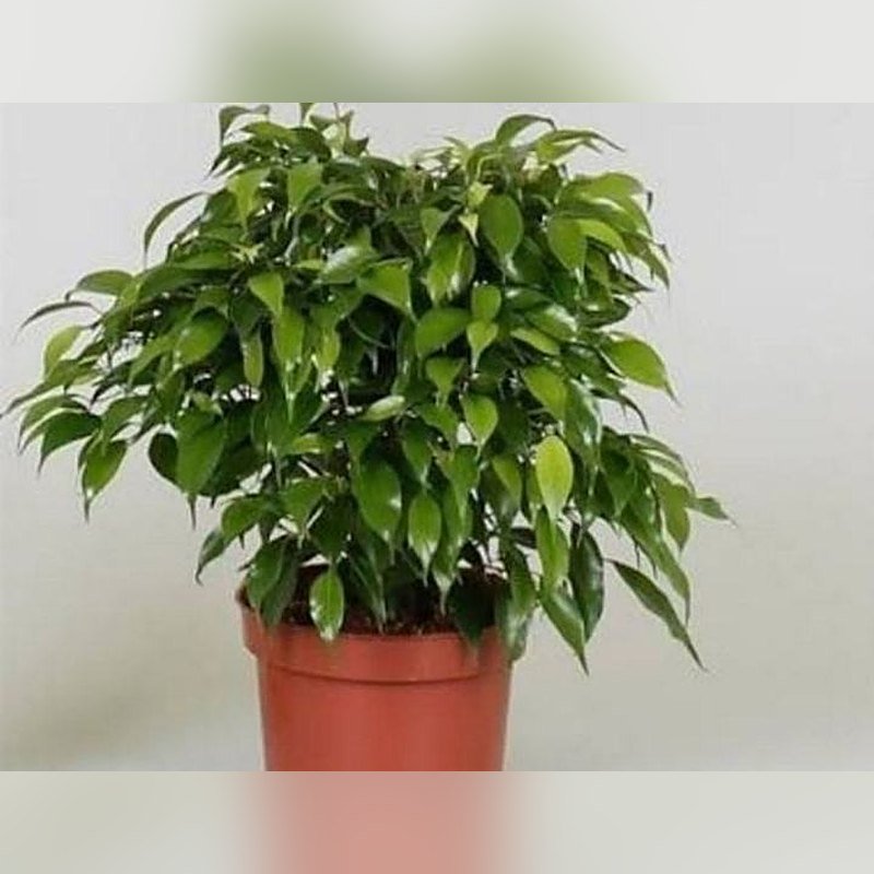 Ficus Benjamina