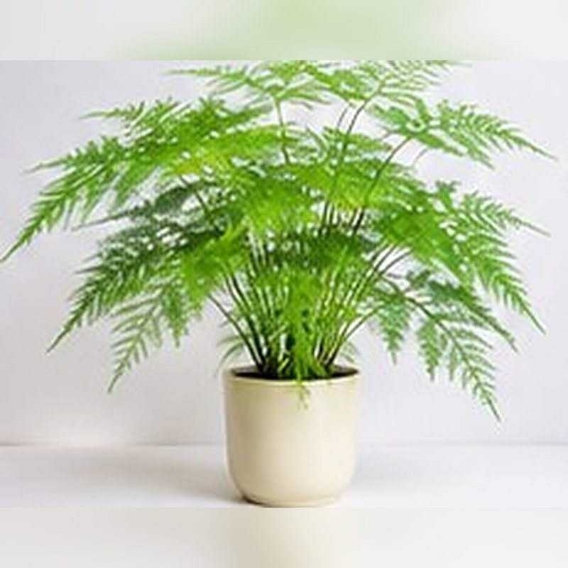 Asparagus Fern