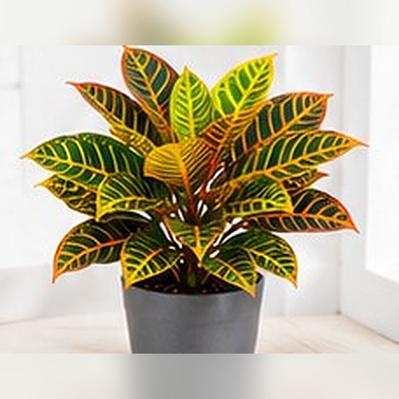 Croton Petra