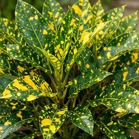 Croton Gold Dust