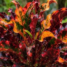 Croton Mammy