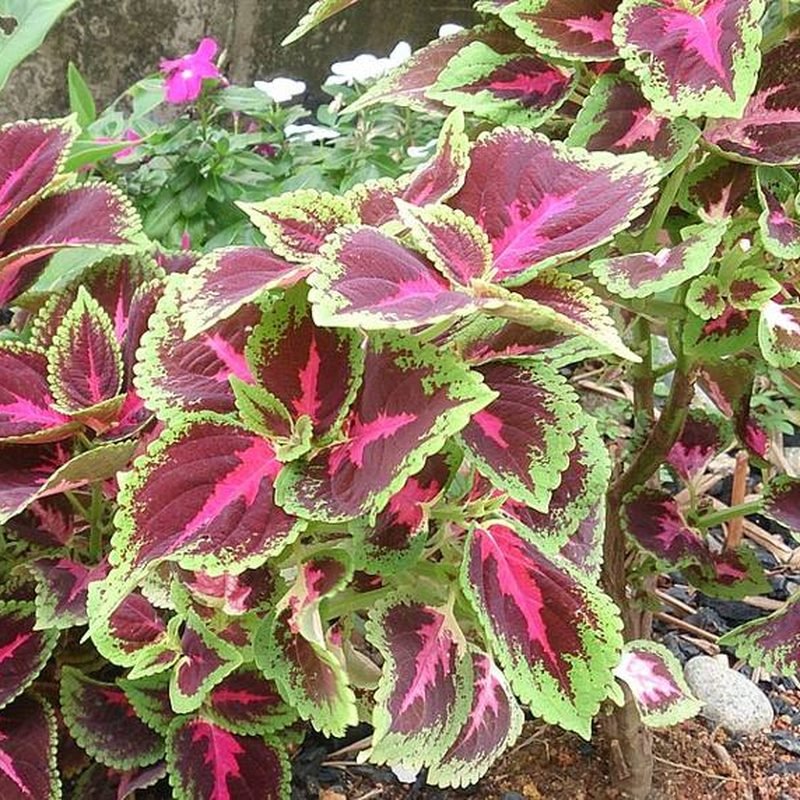 Coleus