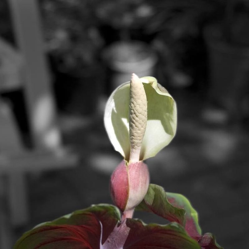 Caladium