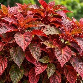 Acalypha
