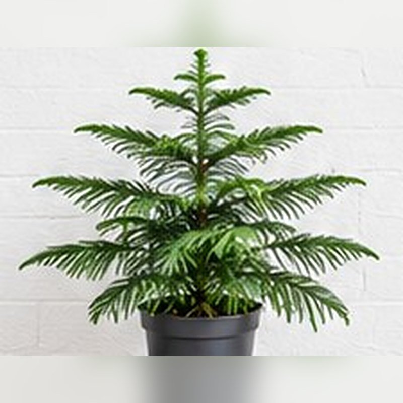 Christmas Tree photo 2