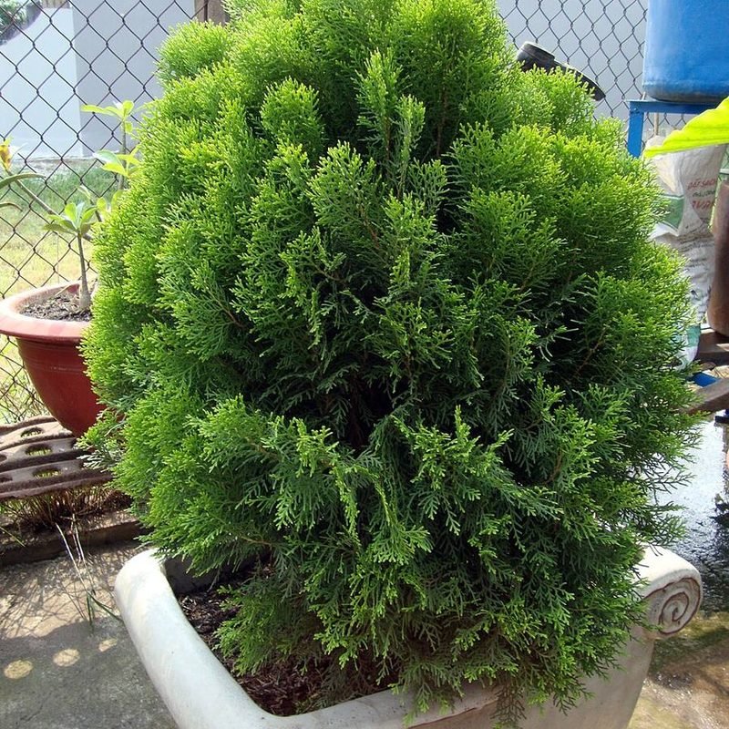 Morpankhi (Thuja)