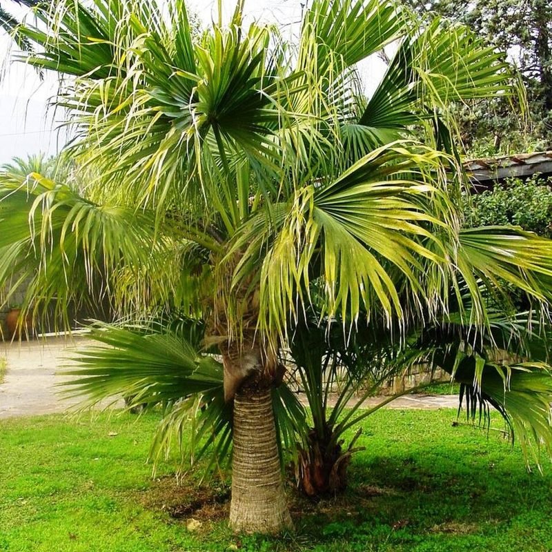 Chinese Fan Palm