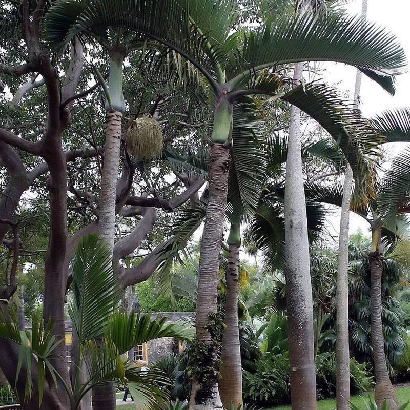 Bottle Palm