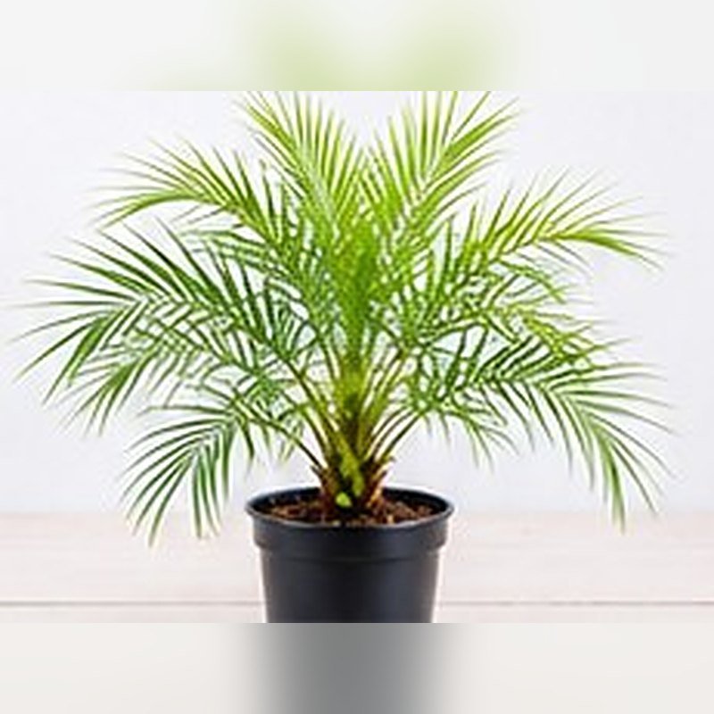 Pygmy Date Palm