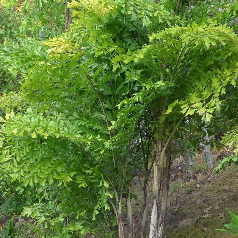 Fishtail Palm