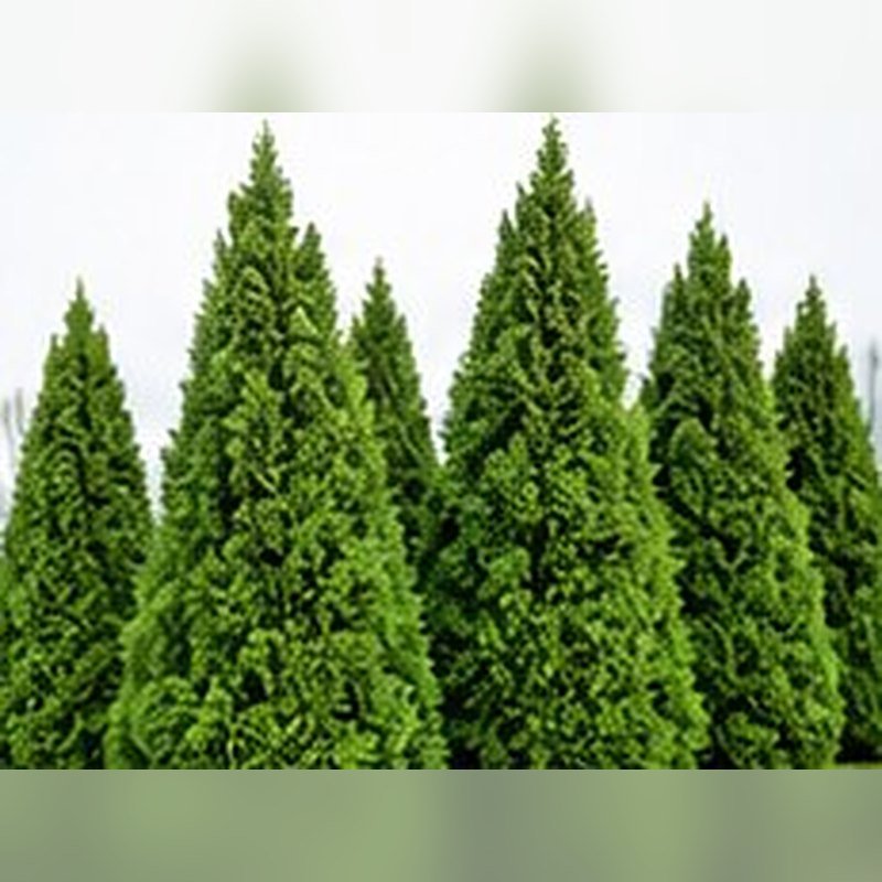 Juniper
