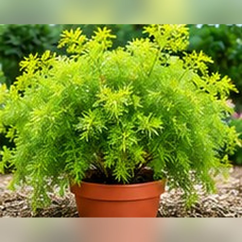 Asparagus Myriocladus