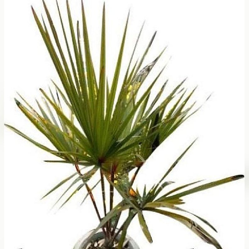 Latania Palm