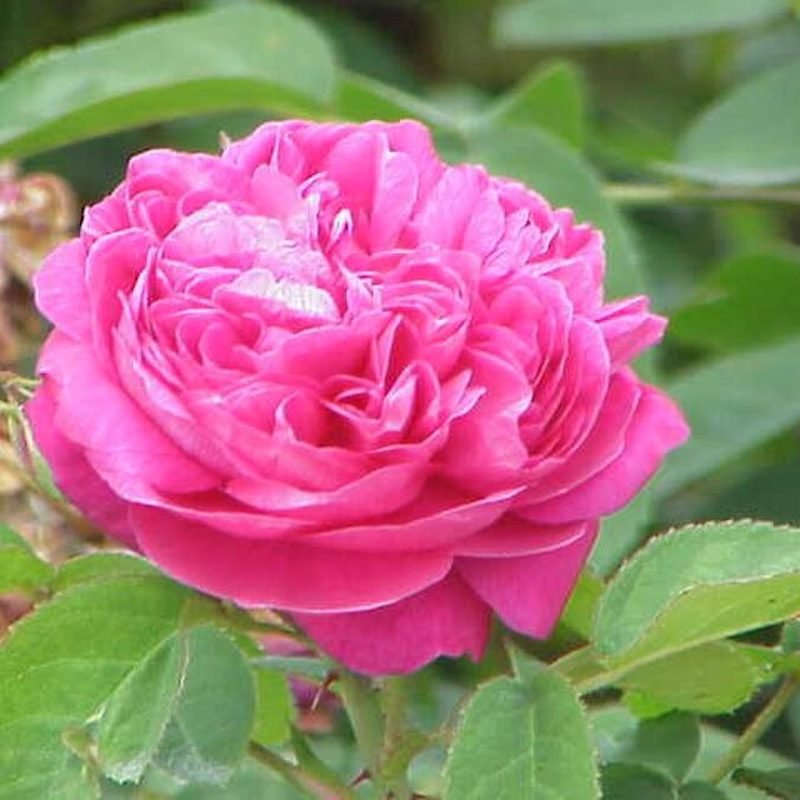 Desi Gulab