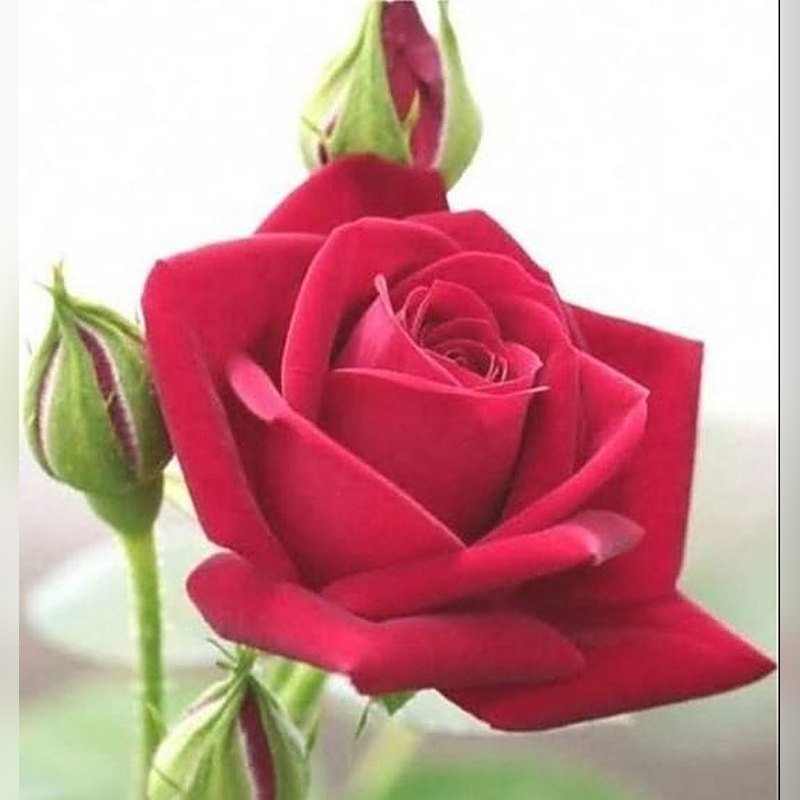 Rose (Red Hybrid)