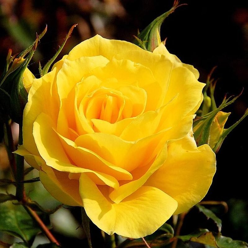 Rose (Yellow)