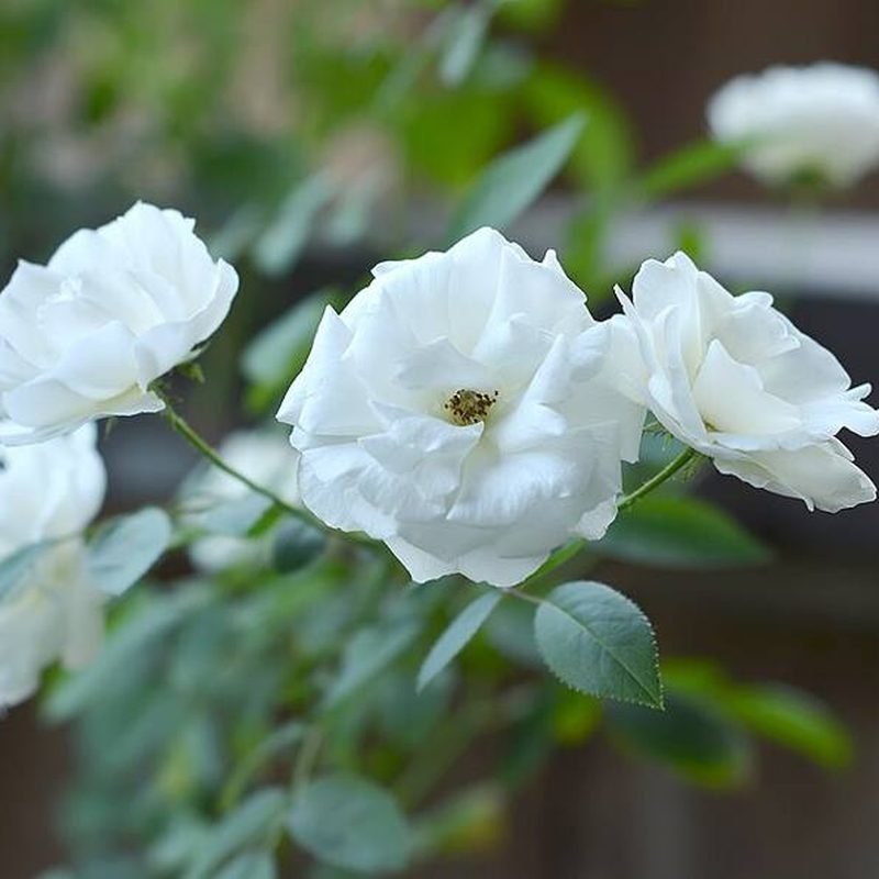 Rose (White)