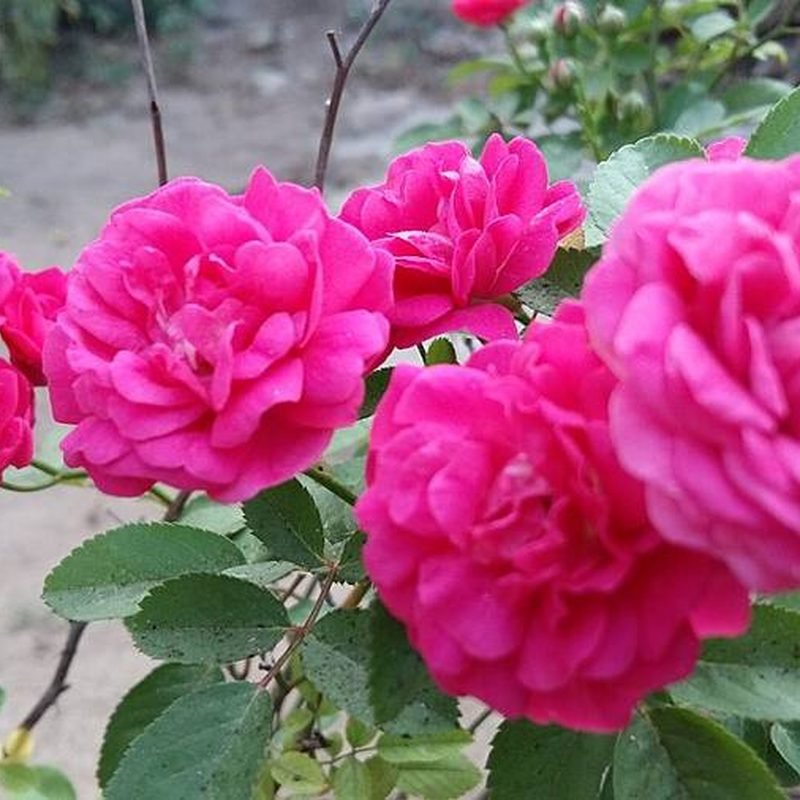 Button Rose