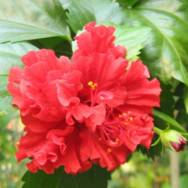 Gudhal (Desi Red)