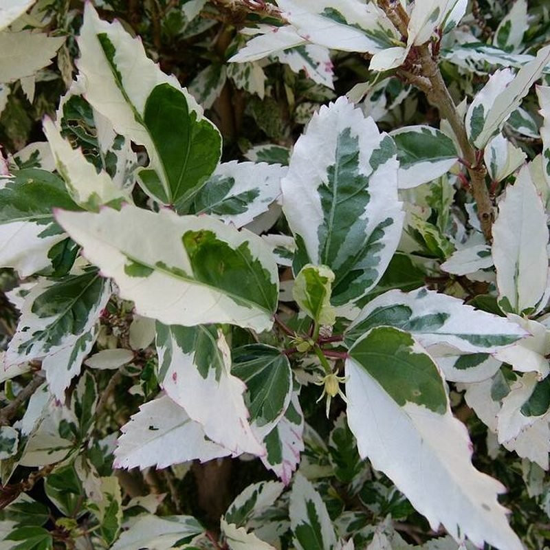 Gudhal (Hybrid Peach)