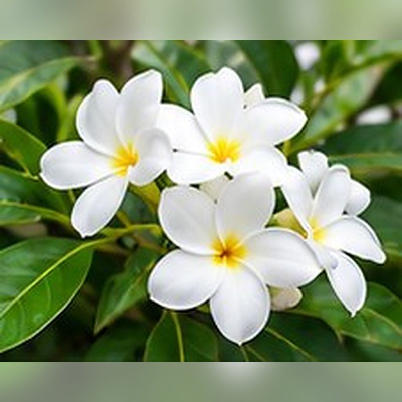 Champa (White)