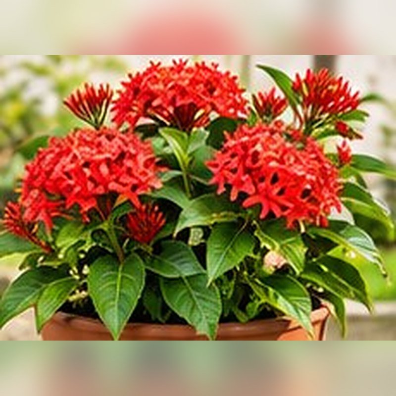 Ixora (Rukmini)