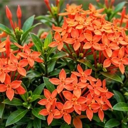 Ixora Dwarf (Orange)