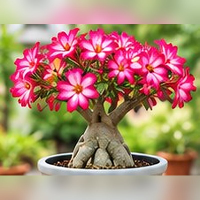 Adenium (Desert Rose)