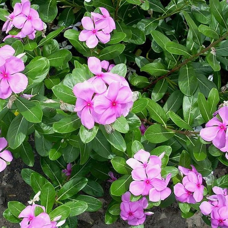 Sadabahar (Periwinkle)