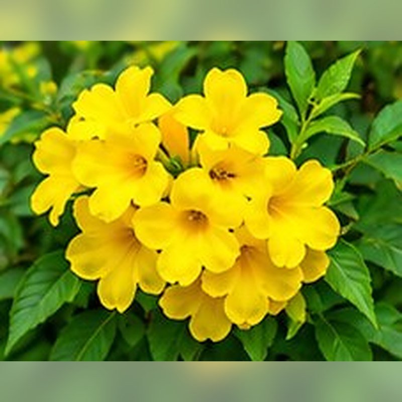 Tecoma (Yellow Bells)