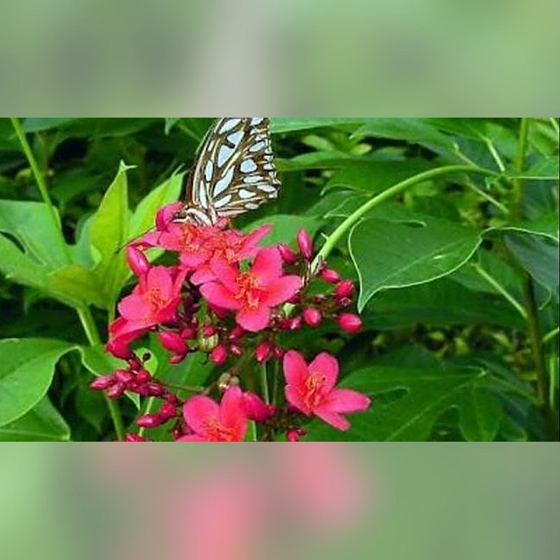 Jatropha